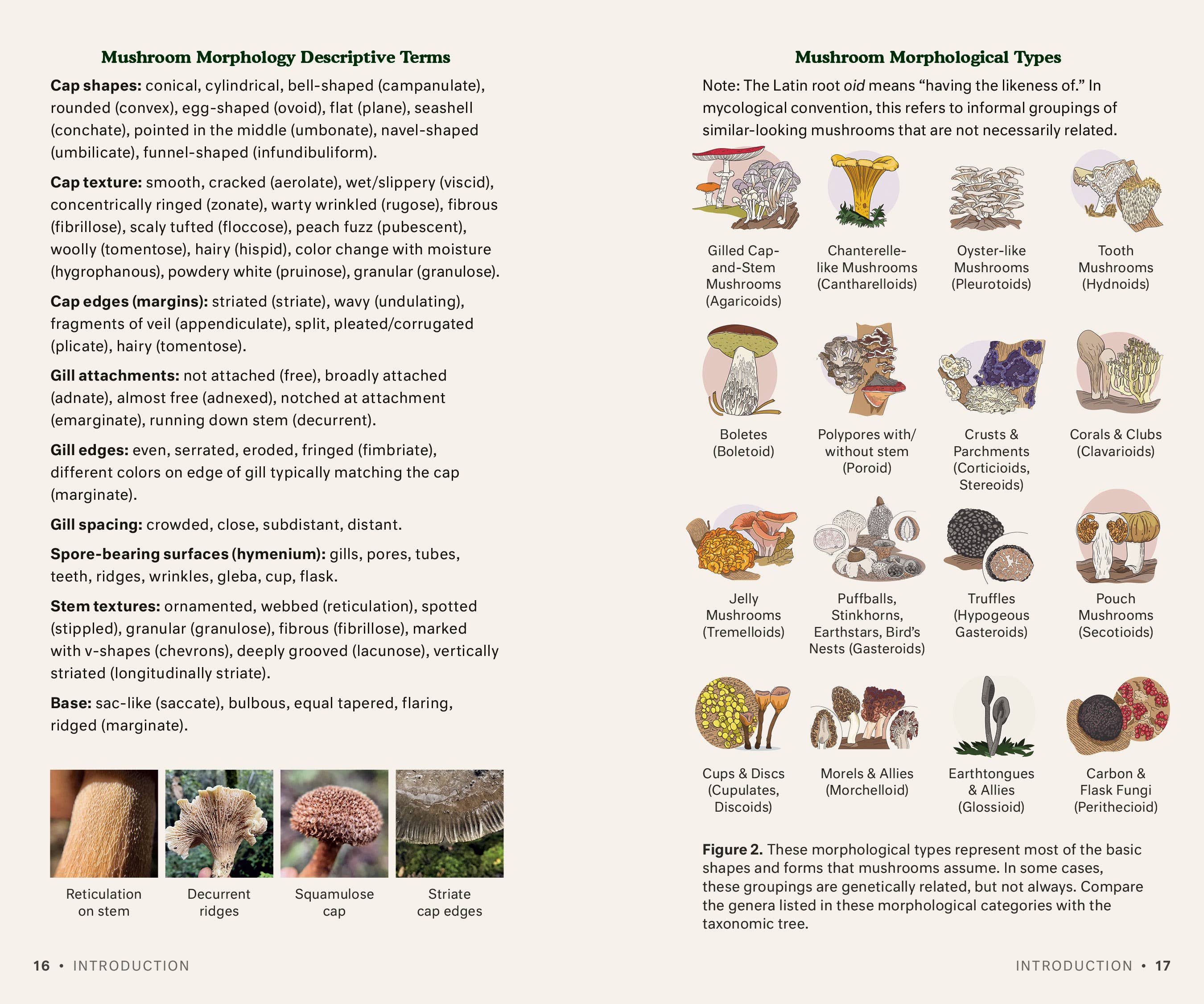 Dr. Fun Guy's Mushroom Journal